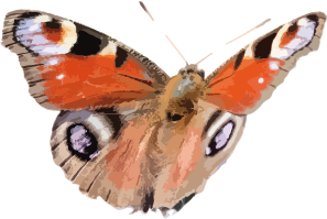 papillon